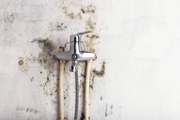 Best DIY Mold Remediation Support Services in Poinciana, FL