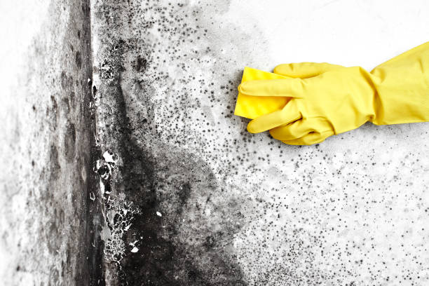 Best Commercial Mold Remediation in Poinciana, FL