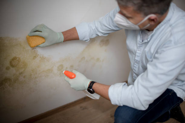 Trusted Poinciana, FL Mold Remediation Experts