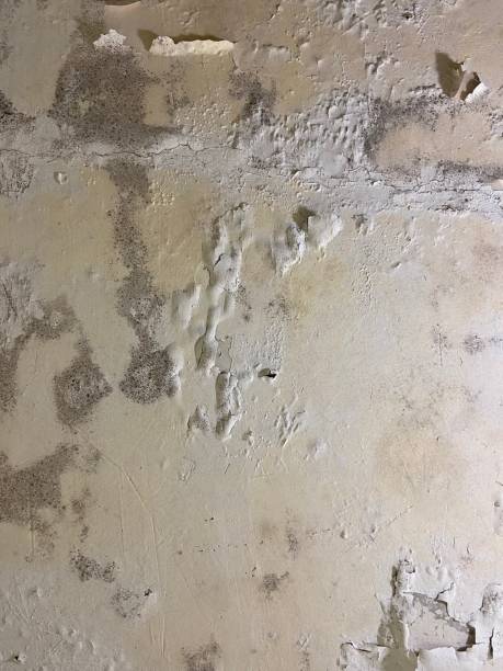 Best Post-Flood Mold Remediation in Poinciana, FL