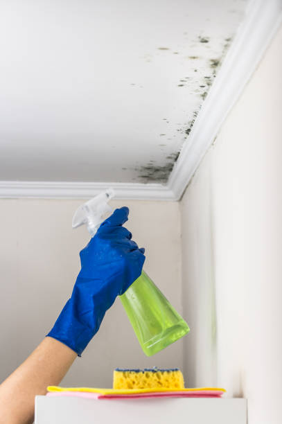 Best Black Mold Remediation in Poinciana, FL