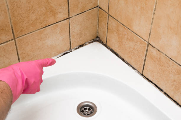 Best Mold Remediation for Specific Building Types in Poinciana, FL